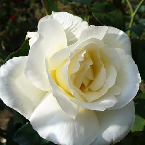 Rosa Mount Shasta - White Rose – A Classic Hybrid Tea Rose – Softly Fragrant -Fast Growing Bush Variety - A Timeless Classic - for Your Beautiful Garden