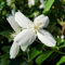 Jasmin blanc, officinal - Jasminum officinale - 50-60 cm pot