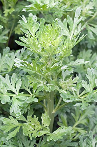 Seedeo® Wermutkraut (Artemisia absinthium) 1000 Samen