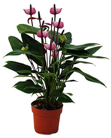 Exotenherz - Flamingoblume Lila Fiorino violett Anthurium andreanum 14cm