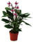 Exotenherz - Flamingoblume Lila Fiorino violett Anthurium andreanum 14cm