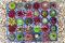 VISTARIC 100 Pz Incredibile Sempervivum Piante misti Mini Garden Succulente Cactus Semi perenni -House Porri vivere per sempre facile da coltivare 23