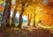 wandmotiv24 Fototapete Herbst Blätter Bäume, XL 350 x 245 cm - 7 Teile, Wanddeko, Wandbild, Wandtapete, Bunt, Baum, orange M5687