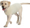 Hjumarayan Hundepullover - Chihuahua Kleidung für Kleine Hunde Welpen, Atmungsaktives Hundeschlafanzüge Basic Klamotten Hunde Kleidung für Französische Bulldogge Pomeranian Malteser Hund, Beige XXL