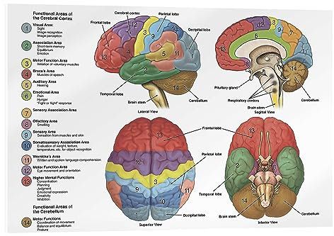 Posterlounge Le cerveau sous 4 angles (anglais) Tableau en verre acrylique 100 x 70 cm Tableaux Décoration murale