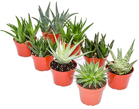 Aloe Vera Plant Mix - 6 Plants in 5.5cm Pots - House/Office Live Indoor Pot Plant