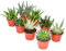 Aloe Vera Plant Mix - 6 Plants in 5.5cm Pots - House/Office Live Indoor Pot Plant