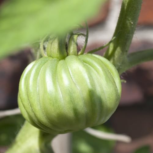 Fleischtomaten, zwergobstbäume winterhart Beefsteak tomato, balkon obstsamen, balkon ochsenherz tomatensamen, exotische 80Samen