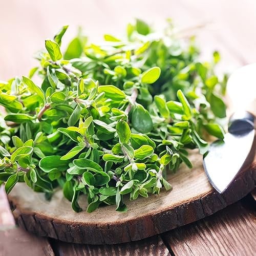 250 pcs wilder majoran samen mehrjährig winterhart bonsai topf pflanze,Origanum majorana, seed wildkräuter exotische deko pflanzen saat wintergemüse samen kräutersamen winterfeste