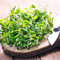 250 pcs wilder majoran samen mehrjährig winterhart bonsai topf pflanze,Origanum majorana, seed wildkräuter exotische deko pflanzen saat wintergemüse samen kräutersamen winterfeste