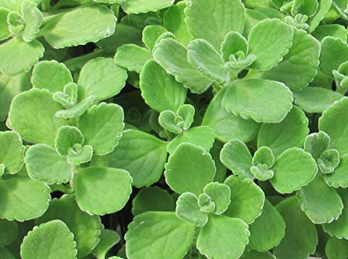 Las semillas 100pcs verde orégano cubano mexicana Tomillo india borraja Semillas español tomillo hierba perenne de la planta de jardín Bonsai:Seeds Only