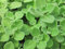 Las semillas 100pcs verde orégano cubano mexicana Tomillo india borraja Semillas español tomillo hierba perenne de la planta de jardín Bonsai:Seeds Only