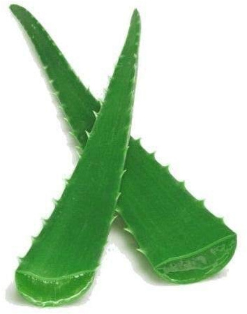 Portal Cool 2 X Medium Aloe Vera Blatt Frische 10-15 cm + Barbadensis Miller