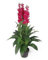 Leaf Design UK - Orchidea artificiale, 100 cm, colore: rosa