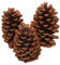 6 Stück Tannenzapfen,Natürliche Kiefernzapfen,Weihnachten Tannenzapfen,Lärchenzapfen,Weihnachten Kiefernzapfen,Getrocknete Tannenzapfen Dekoration für Weihnachtsbaum,Amerikanische Kiefer,7-9cm