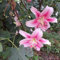 Lilium martagon zwiebeln,Winterharte mehrjährig,lilien Deko,lilie riesen,lilien zwiebeln Forever susan,Lilien im topf,Lilie,duft lilien,lilien knollen,lilien zwiebeln winterhart.-4 zwiebeln-H