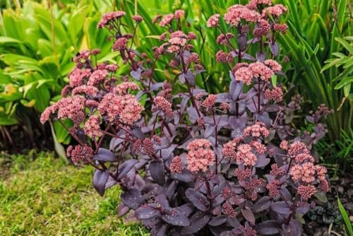 Sedum telephium 'Purple Emperor', Orpin d'automne, vivace