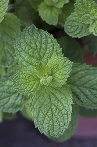 Mentha suaveolens 'Apple Mint' ca. 9x9 cm Topf - Apfelminze, aromatische Blätter, ideal für Tee und Cocktails, bienenfreundlich, pflegeleicht
