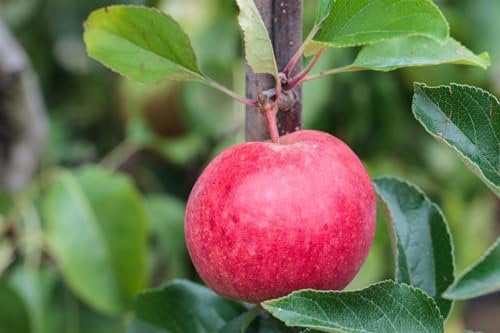 Malus 'Roter Berlepsch' 40 cm Stammhöhe - Apfelbaum, rote Früchte, Erntezeit September-Oktober, ideal für Obstgärten, winterhart und pflegeleicht