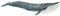 SCHLEICH WILD Life | Blauwal 14806 | detailgetreue Tierfiguren | Zoo Spielzeug Jungen und Mädchen | Deko für Geburtstag | Spielfigur ab 3 Jahren | 27 x 10 x 6 cm