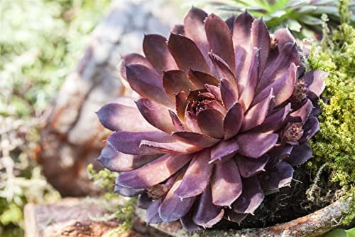 Sempervivum marmoreum 'Rubin' ca. 9x9 cm Topf - Hauswurz, rote Rosetten, ideal für Steingärten und Dachbegrünung, pflegeleicht, winterhart