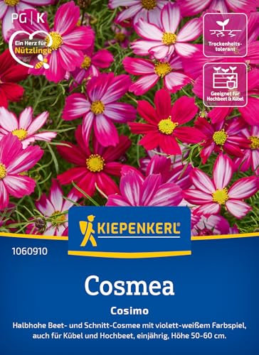 Kiepenkerl Cosmossamen Cosimo 1060910 - Charmantes violett- weißes Farbspiel im Garten, zieht Bienen & Schmetterlinge an - Wildblumensamen, Blumenwiese