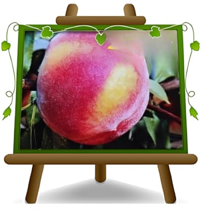 EURO PLANTS VIVAI Pesca Chiara Pianta da Frutto età 4 anni | Autofertile, Tollerante alla Bolla, pesca a Polpa Gialla - Vaso 26 cm Altezza 170-200 cm