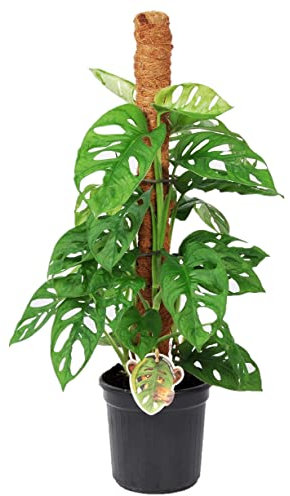Plant in a Box - Monstera 'Monkey-leaf' Moos stick - Lochpflanze - Grüne Zimmerpflanze - Topf 16cm - Höhe 60-70cm