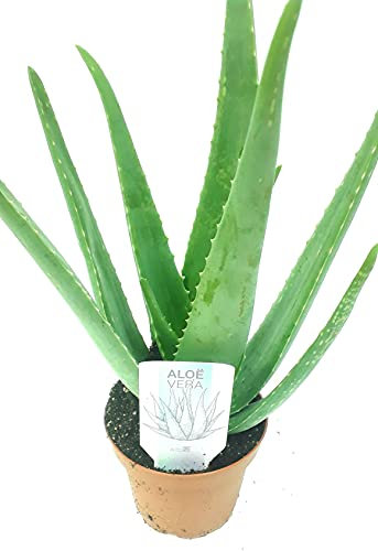 Medicinal Aloe Vera Indoor Plant