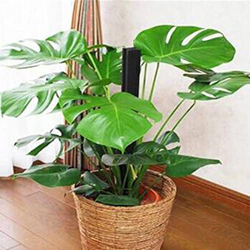 Saterkali Semi di Monstera, 50 Pz/borsa Semi di Monstera Foglia a forma di mezzaluna Decorazione del balcone Semi di piante in vaso verde per la casa Semi