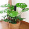 Saterkali Semi di Monstera, 50 Pz/borsa Semi di Monstera Foglia a forma di mezzaluna Decorazione del balcone Semi di piante in vaso verde per la casa Semi