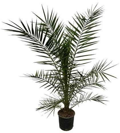 Phönix Canariensis - Kanarische Dattelpalme - Zimmerpflanze - 160 cm - Ø22cm