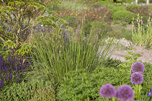 Stipa gigantea 11x11 cm Topf – Winterhart, Mehrjährig, Pflegeleicht – Riesen-Federgras – Ziergras für Beet & Garten