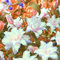 Lilien zwiebeln winterhart mehrjährig mix - Orientalische Lilienzwiebeln - Seltene Lilienknollen-8zwiebeln-G