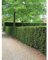 Gemeine Heimische Eibe Taxus baccata 30-40 cm. 20 Pflanzen. Sichtschutz Hecke