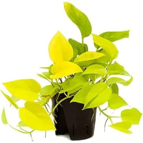 Epipremnum Neon Pothos - Devils Ivy