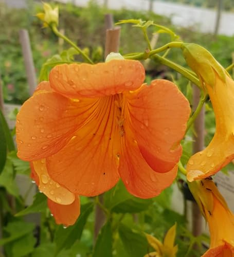 Campsis grandiflora/Bignone à grandes fleurs/Trompette de Jéricho/Conteneur de 3 à 4 litres/Plante grimpante