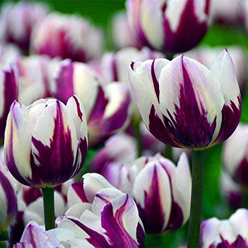 10pcs/bag Tulpe Samen Seltene Bonsai Blumensamen schöne gemischte Farbe Tulpen Topf ausdauernde Hausgärten Tulpe Pflanzen 4