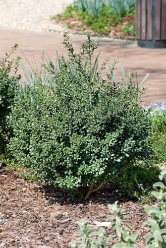 Japanische Stechpalme 'Green Glory' Stammhöhe 40 cm Stämmchen Ilex crenata