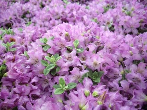 Rhododendron/Alpenrose Radistrotum - Rhododendron Radistrotum 20-25cm