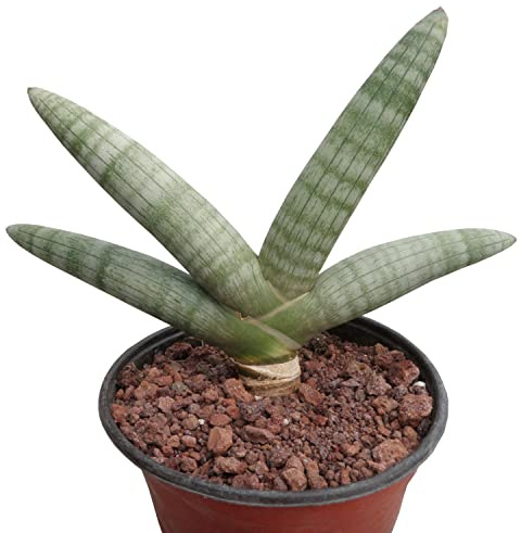 PCMOVILES Sansevieria Cylindrica de Espada Africana en maceta de 8,5cm planta purificadora del aire