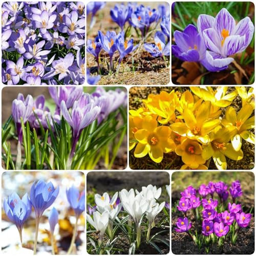 9 pcs blumenzwiebel krokus zwiebeln - hochbeete für garten flower krokusse safranzwiebeln,Hydrokultur deko pflanzen topfpflanzen draußen winterhart Hydrokultur küchenkräuter pflanze
