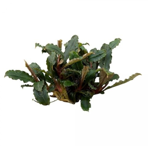 Bucephalandra sp. 'Mini Red' - Aquatic Plants for Aquariums