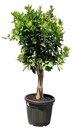 Sunny Tree - Orangenbaum - 25 jahre alt - Citrus Sinensis - Orange Tree - Citrus Pfanze - 180 Zentimeter - Zitrusbaum