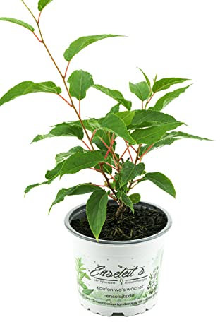 Mini Kiwi eine Pflanze im Topf (Actinidia arguta), selbstbefruchtend