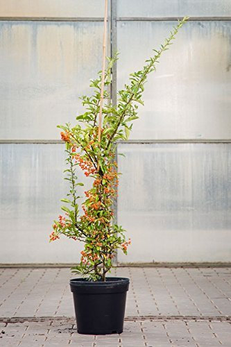 Feuerdorn Orange Glow, 100-125 cm, im Topf (7,5 Liter), Zierstrauch weiß blühend, Solitär Busch für Sonne-Halbschatten, Gartenpflanze winterhart, Pyracantha Orange Glow
