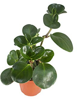 Live Baby Rubber Plant - 4'' Small Pot Peperomia Obtusifolia from California Tropicals, Ideal Gift for Office, Garden, Home Decor, Indoor and Outdoor Easy Care Green Plant