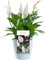 at Peace Lily - Memorial and Remembrance Unique Living Plant Gift