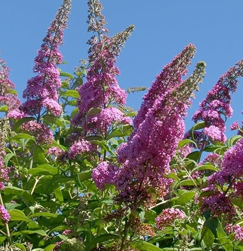 Zwerg Hänge Sommerflieder Little Pink 40-60cm - Buddleja