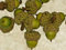 12 White Oak Acorns - Quercus : Seeds Only